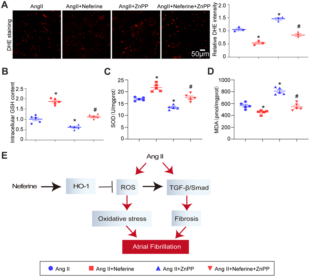 Inhibition of HO-1 partially abolished the protective role of neferine in Ang II-induced oxidative stress. (A) The ROS generation in the atrium was determined by DHE staining; the red fluorescence intensity was quantified and shown on the right (n = 3). (B) Relative atrial GSH level (n = 5). (C) Relative atrial SOD level (n = 5). (D) Relative atrial MDA level (n = 5). (E) The schematic diagram illustrates the mechanism of neferine in protecting AF and atrial fibrosis. Data are presented as mean ± SEM, and n represents the number of samples. *P #P 