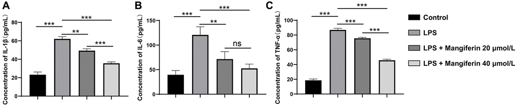 Anti-inflammatory effect of mangiferin on LPS-exposed cells. The concentrations of IL-1β, IL-6, and TNF-a in mangiferin-treated culture medium are measured by ELISA assay. Data are presented as mean ± SD. One-way ANOVA is used for statistical analysis. (A) Concentrations of IL-1β in control, LPS, 20 μmol/L mangiferin with LPS, and 40 μmol/L mangiferin with LPS are 23.23 pg/mL, 62.11 pg/mL, 49.37 pg/mL, and 35.64 pg/mL, respectively, all ***P B) Concentrations of IL-6 in control, LPS, 20 μmol/L mangiferin with LPS, 40 μmol/L mangiferin with LPS are 39.52 pg/ml, 120.70 pg/mL, 71.41 pg/mL, and 52.57 pg/mL, respectively. **P = 0.0066 for LPS vs. 20 μmol/L mangiferin with LPS, P = 0.23 for 20 μmol/L mangiferin with LPS vs. 40 μmol/L mangiferin with LPS, no significance is observed. All other comparisons are presented as ***P C) Concentrations of TNF-a in control, LPS, 20 μmol/L mangiferin with LPS, and 40 μmol/L mangiferin with LPS are 18.61 pg/mL, 86.98 pg/mL, 75.60 pg/mL, and 45.80 pg/mL, respectively, all ***P 
