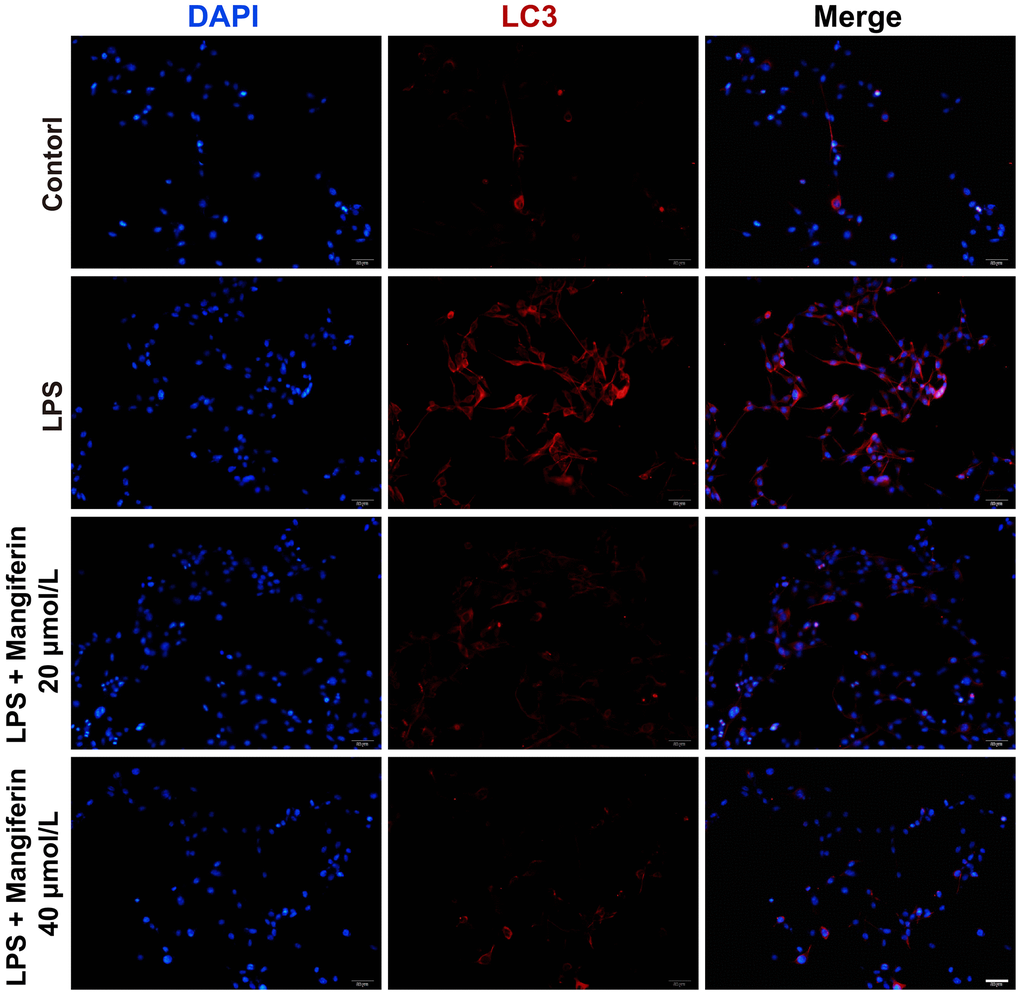 Mangiferin treatment inhibits the autophagy process induced by LPS. Neurons are stained with LC3 (red) to label the autophagosomes and DAPI (blue) to mark the nucleus. Scale bars, 50 μm.