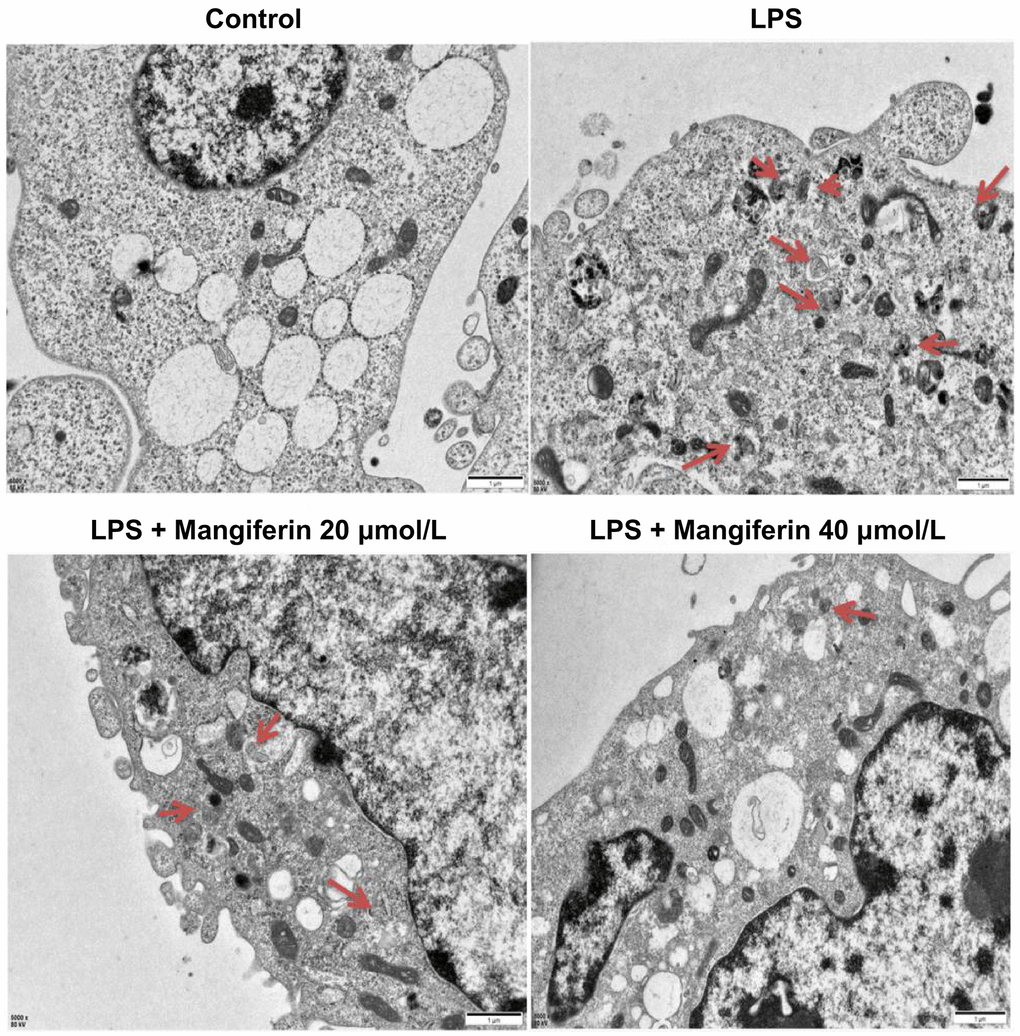 Mangiferin treatment alleviates the number of autophagosomes induced by LPS by TEM. Different neuronal treatments were performed for transmission electron microscopy (TEM). Red arrowheads indicate autophagosomes. Scale bars, 1 μm.