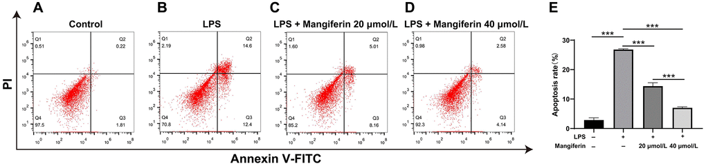 Mangiferin mediates an anti-apoptotic effect in LPS-exposed cells. (A–D) The plots show the flow cytometry of different treatments, and the apoptosis rates are analyzed (E). In the plots, quadrant Q4 shows surviving cells, Q2 and Q3 show dead cells, and Q1 shows cell debris; Q2 and Q3 are used to assess apoptosis. The apoptosis rates in the control, LPS, 20 μmol/L mangiferin with LPS, 40 μmol/L mangiferin with LPS are 2.87%, 26.8%, 14.39%, and 7.02% respectively, all ***P 