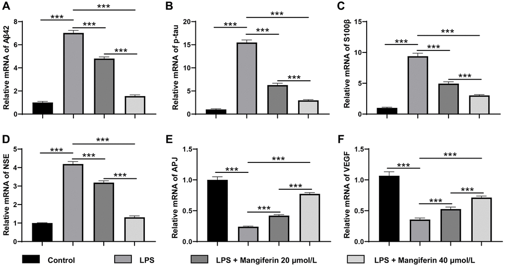 Mangiferin eliminates pathogenic proteins and increases neuroprotective factors in LPS-challenged cells by RT-PCR. (A) The relative mRNA levels of Aβ42 in LPS, 20 μmol/L mangiferin with LPS, and 40 μmol/L mangiferin with LPS compared to control are 7.02, 4.80, and 1.56 times, respectively, all ***P ***P B) Relative mRNA levels of p-tau in LPS, 20 μmol/L mangiferin with LPS, and 40 μmol/L mangiferin with LPS compared to control are 15.49, 6.27, and 3.00 times, respectively, all ***P ***P C) Relative mRNA levels of S100β in LPS, 20 μmol/L mangiferin with LPS, and 40 μM mangiferin with LPS compared to the control are 9.39, 4.95, and 3.03, respectively, all ***P ***P D) Relative mRNA levels of NSE in LPS, 20 μmol/L mangiferin with LPS, 40 μmol/L mangiferin with LPS compared to control were 4.19, 3.19, and 1.31 times, respectively, all ***P ***P E) Relative mRNA levels of APJ in LPS, 20 μmol/L mangiferin with LPS, and 40 μmol/L mangiferin with LPS compared to control are 0.24, 0.42, and 0.77 times, respectively, all ***P ***P F) Relative mRNA levels of VEGF in LPS, 20 μmol/L mangiferin with LPS, and 40 μmol/L mangiferin with LPS compared to control are 0.36, 0.53, and 0.71 times, respectively, all ***P ***P 
