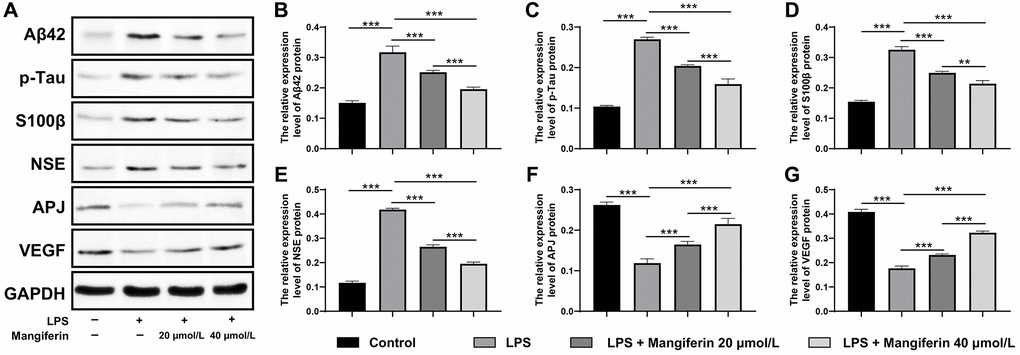 Mangiferin eliminates pathogenic proteins and elevates neuroprotective factors in LPS-challenged cells by Western blot. (A) Western blot showed the protein level of Aβ42, p-tau, S100β, NSE, APJ, and VEGF change with different treatments. (B–G) Quantitative analysis of A, protein levels of Aβ42 in LPS, 20 μmol/L mangiferin with LPS, 40 μmol/L mangiferin with LPS compared to control were 2.10, 1.67, and 1.30 times, respectively, all ***P ***P ***P ***P **P = 0.0026 for 20 μmol/L mangiferin with LPS vs. 40 μmol/L mangiferin with LPS. One-way ANOVA, F = 241.0, ***P ***P ***P **P = 0.0028 for LPS vs. 20 μmol/L mangiferin with LPS, **P = 0.0015 for 20 μmol/L mangiferin with LPS vs. 40 μmol/L mangiferin with LPS. One-way ANOVA, F = 108.3, ***P ***P ***P 