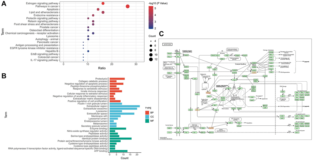 Target–signal enrichment analysis of GAS–AD interaction. (A) KEGG pathways. (B) GO enrichment analysis. (C) Results of KEGG enrichment analysis and relevant signal analysis.