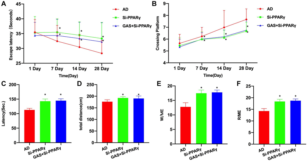 PPARγ silencing could antagonize the effect of GAS. (A, B) Morris (n = 10), Si-PPARγ group exhibited longer escape latency and more platform crossings compared to the AD group, while GAS+Si-PPARγ could not improve the mouse behaviors, showing insignificant differences from the Si-PPARγ group. (C–F) Eight-arm maze (n = 10), the latency, total movement distance and open-arms time were all longer in the Si-PPARγ and GAS+Si-PPARγ groups than in the AD group, albeit absence of inter-group differences. *P 