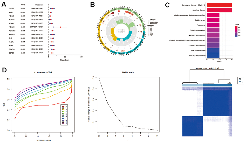 Identification of prognostic MMPs-related DEGs in hepatocellular carcinoma. (A) Prognostic MMPs-related DEGs are identified from MMPs-related genes through univariate Cox regression analysis. (B) GO enrichment analysis of prognostic MMPs-related DEGs, including biological processes (BP), molecular functions (MF), and cellular components (CC). (C) KEGG enrichment analysis of prognostic MMPs-related DEGs. (D) HCC patients were divided into two clusters according to the consensus clustering matrix (k = 2).