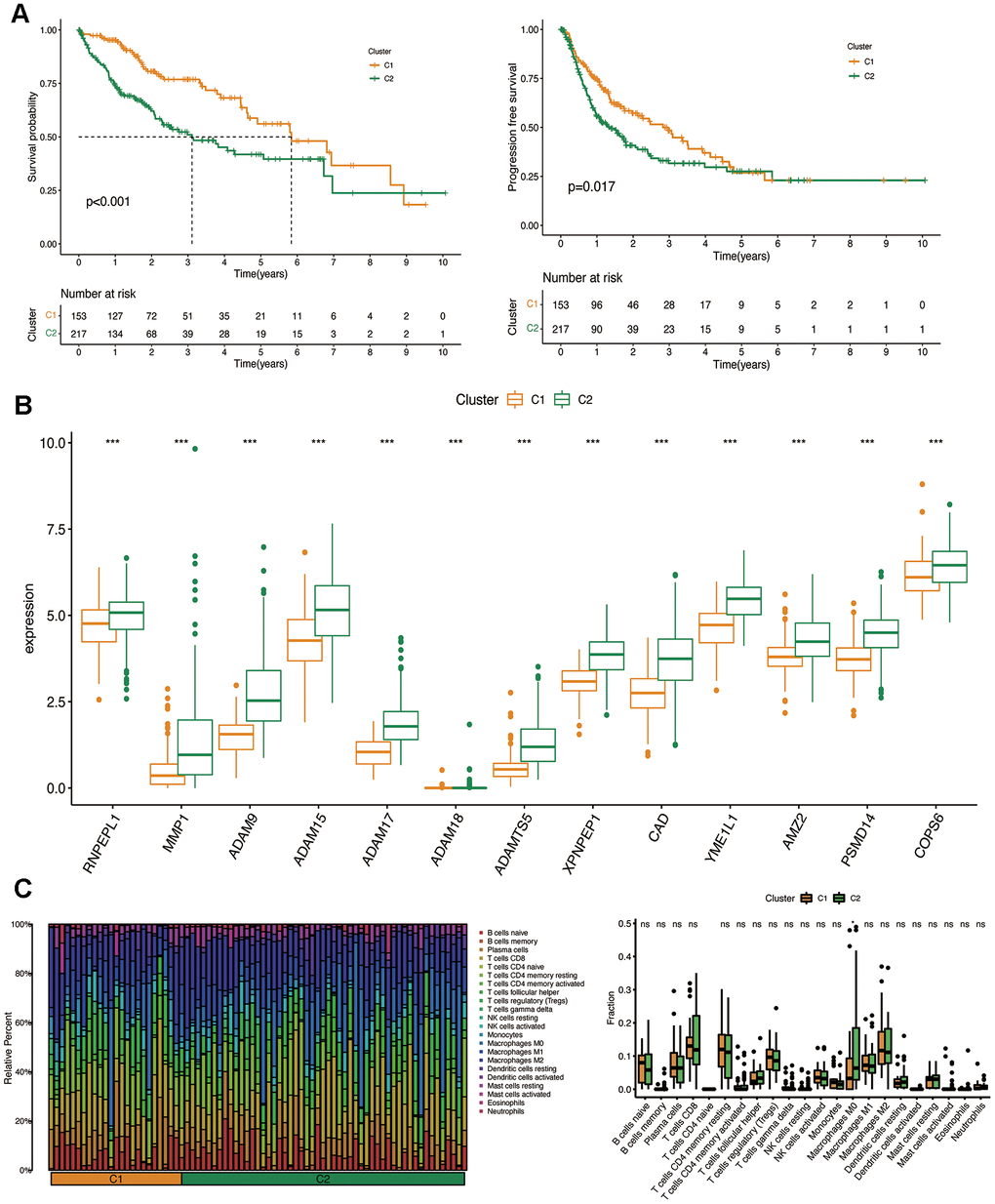 Clinicopathological characteristics of the two clusters classified by prognostic MMPs-related DEGs. (A) Kaplan–Meier curves for the OS and PFS in the two clusters. (B) Comparison of the expression of survival-related MMPs genes in the two clusters. (C) CIBERSORT analysis of infiltrating immune cells in the two clusters.