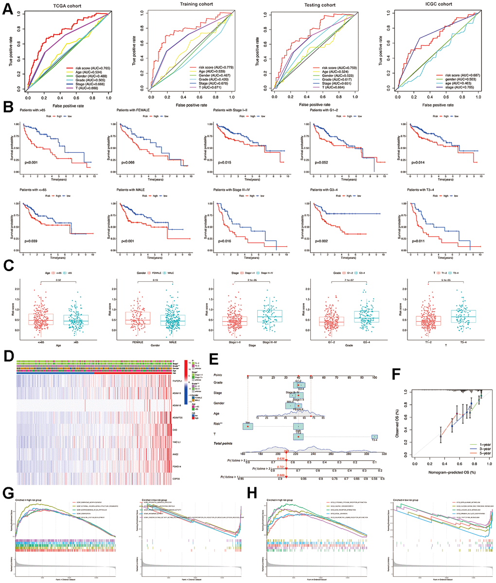 Relationship between risk score and clinicopathological features. (A) Multi-index ROC curve of the MMPs-related prognostic signature in TCGA-LIHC and ICGC-LIRI-JP cohorts. (B) Comparison of the predictive role of risk score for multiple clinicopathological features. (C) Comparison of risk scores for multiple clinicopathological features. (D) Summarized heatmap of the distribution of clinical characteristics and the MMPs-related prognostic signature in TCGA. (E) Nomogram for the quantitative prediction of 1-, 3-, and 5-year survival. (F) Calibration plots for predicting 1-, 3-, and 5-year survival. (G) The results of GO annotation for low-risk and high-risk groups by GSEA. (H) The KEGG annotation results of low-risk and high-risk groups by GSEA.