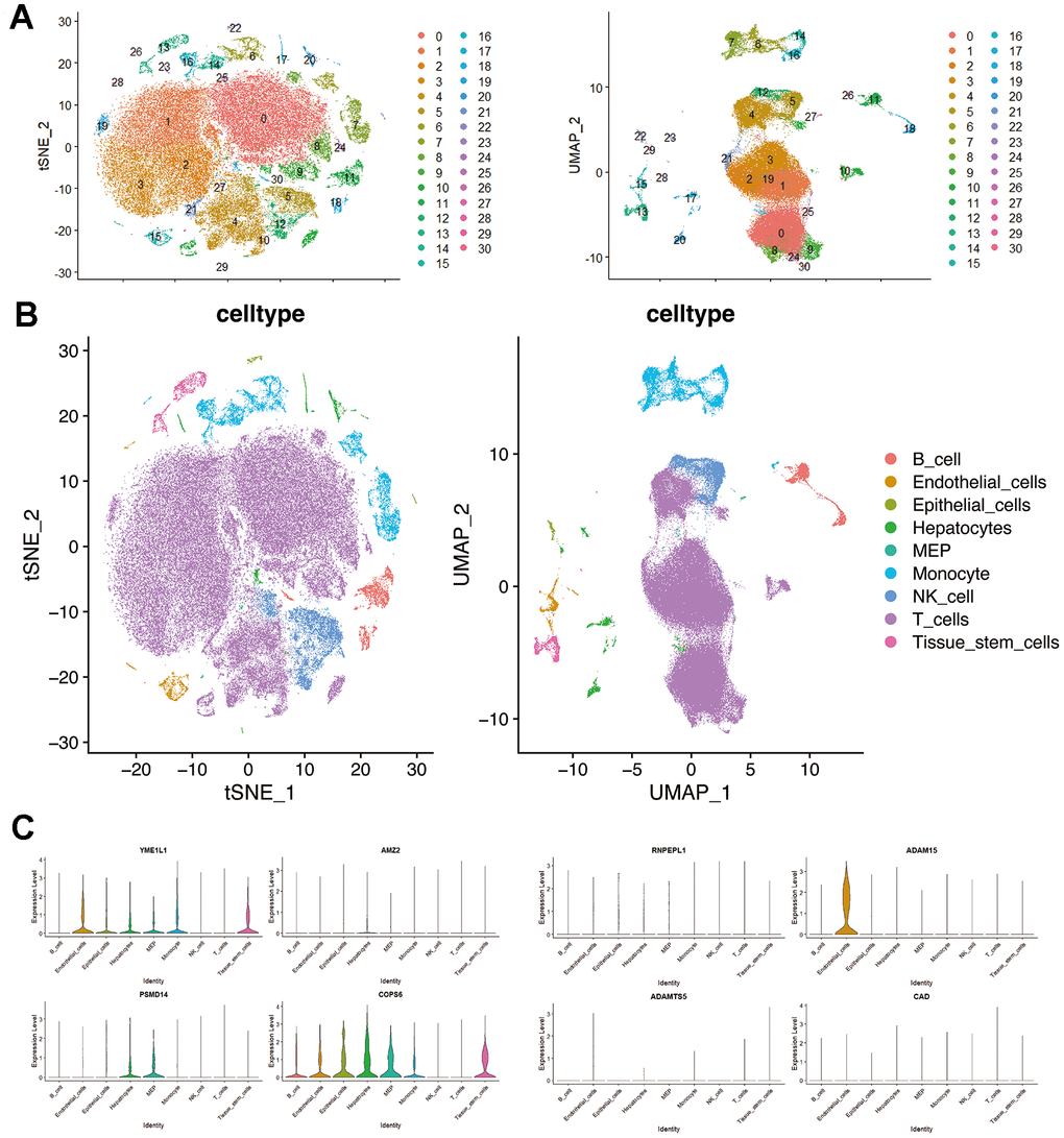 Single-cell RNA-seq profiling in hepatocellular carcinoma. (A) t-SNE and UMAP plots colored by different cell clusters. (B) The cell types are identified by marker genes. (C) Expression of MMPs-related prognostic signature in each cluster.