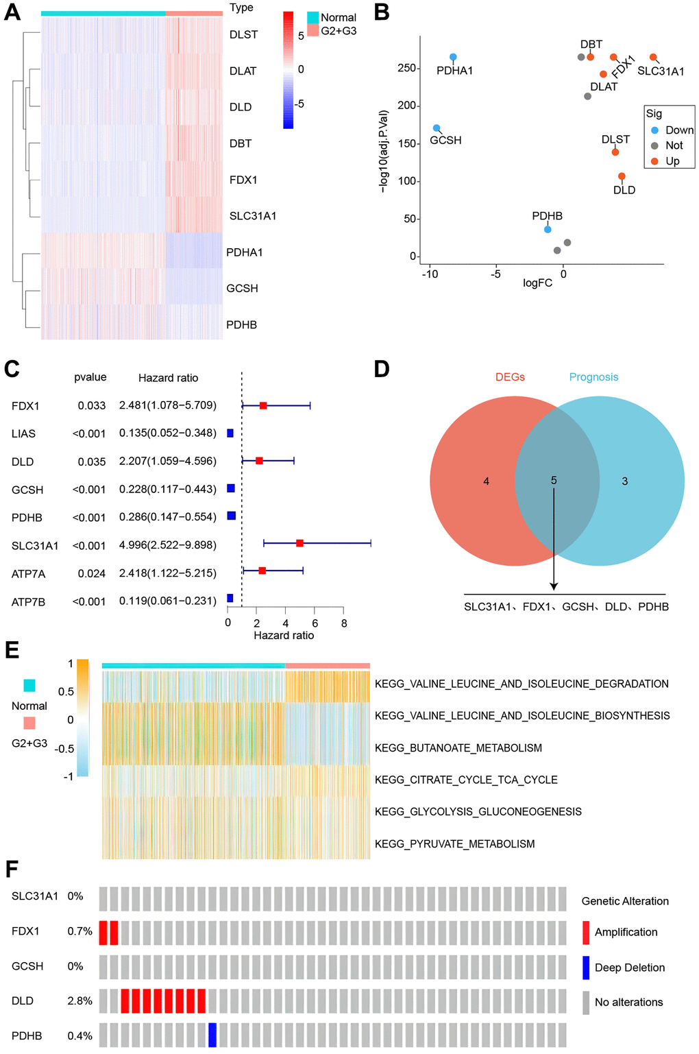 Identification of cuproptosis-related genes. (A) Gene expression heatmap. (B) Gene expression volcano plot. (C) Survival-associated genes. (D) Intersecting gene differences and prognosis. (E) Differential genes’ possible pathways. (F) Gene mutations analysis.