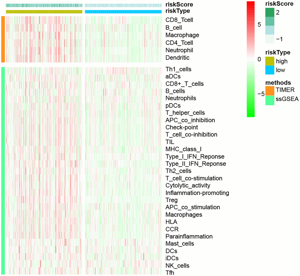 The link between immune cell infiltration and risk models, based on TIMER and ssGSEA methodologies.