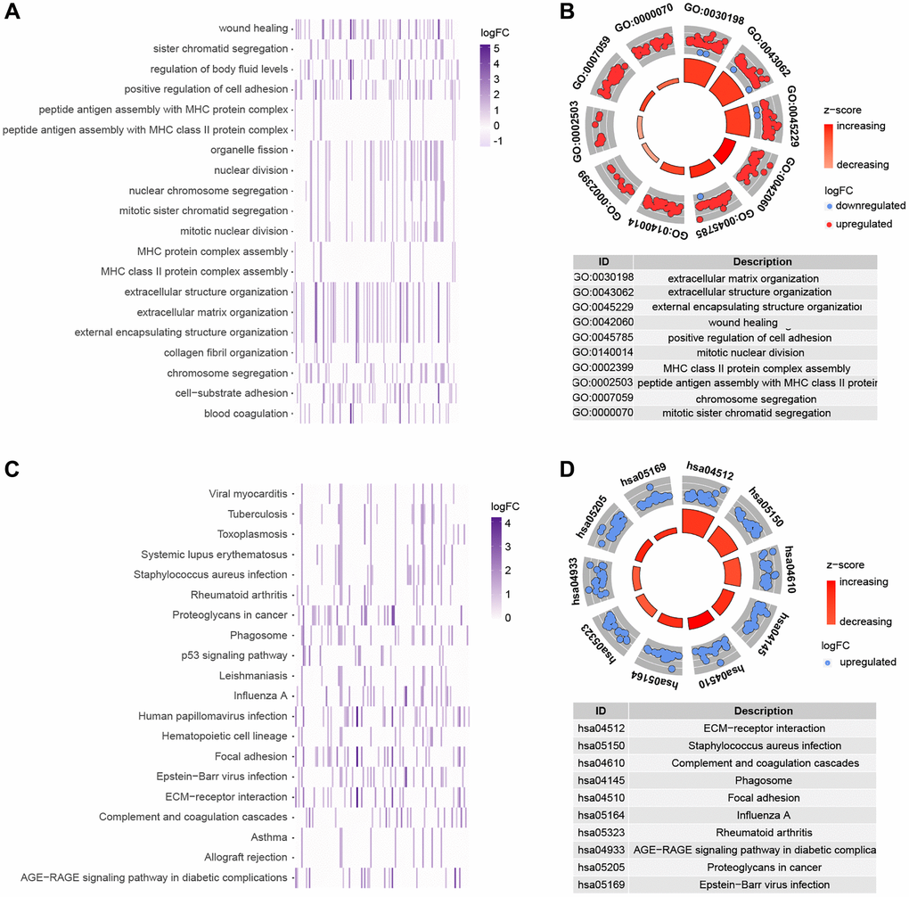 Functional analysis of genes that are differently expressed in high and low risk groups. (A, B) GO enrichment analysis. (C, D) KEGG enrichment analysis.