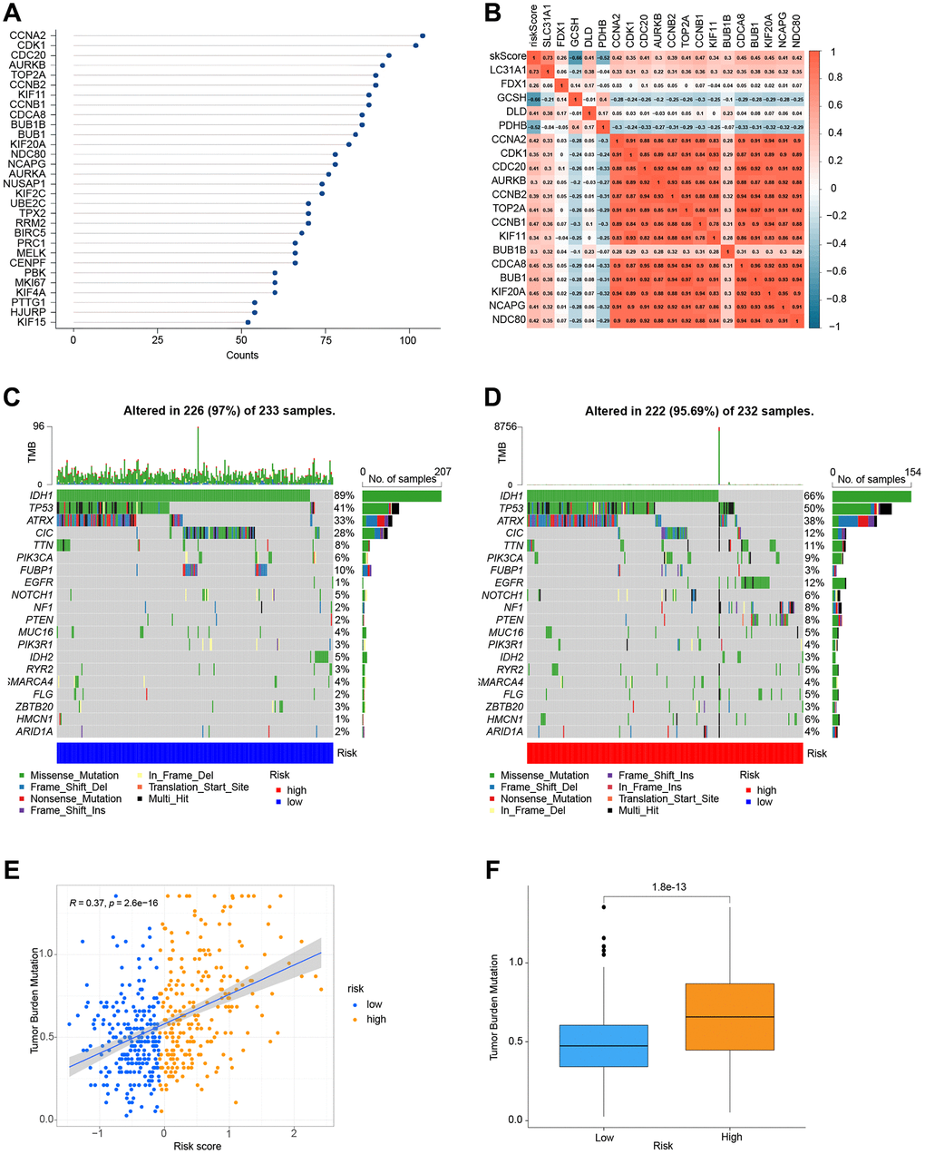 Correlation and mutation analysis of genes. (A) The number of interactions between proteins. (B) Analysis of the correlation between genes and risk scores. (C) Mutation analysis of genes in the low-risk group. (D) Mutation analysis of genes in the high-risk group. (E) TMB and risk score co-expression analysis. (F) Analysis of TMB in high-and low-risk groups.