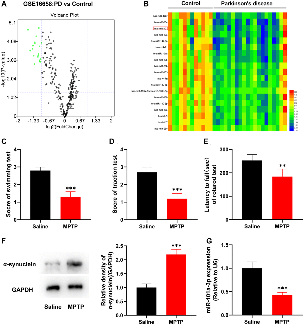 miR-101a-3p is lowly expressed in peripheral blood mononuclear cells of PD patients and brain tissues of mice with PD. (A) The volcano plot shows the differentially expressed miRNAs in the in peripheral blood mononuclear cells of PD patients (vs. healthy controls) in the GSE16658 dataset. (B) The heat map shows the expression profile of significantly down-regulated miRNAs in GASE16658. (C) Swimming test was adopted to score the motor ability of mice in normal saline group and MPTP group (n = 3 in both groups). (D) Traction test was adopted to score the balance ability of mice in normal saline group and MPTP group (n = 3 in both groups). (E) Rotarod test was adopted to evaluate the balance ability of mice in normal saline group and MPTP group (n = 3 in both groups). (F) Western blotting was applied to detect the expression of α-synuclein protein in mice of the normal saline group and MPTP group (n = 3 in both groups). (G) qRT-PCR was applied to detect miR-101a-3p expression in SNpc of mice in the normal saline group and MPTP group (n = 3 in both groups). **P ***P 