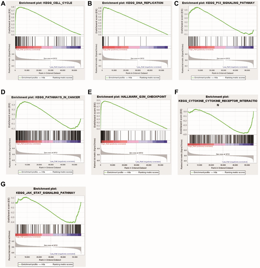 Functional enrichment analyses between the high- and low-risk groups. (A) KEGG