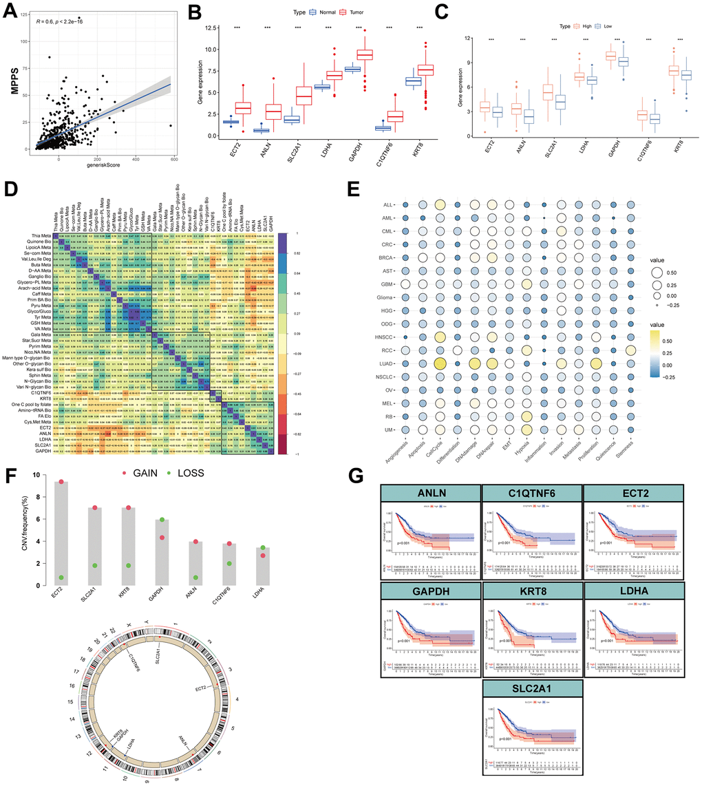 Expression, function, prognosis analyses of MPPS-related gene signature. (A) Correlation of MPPS and gene risk score by LASSO and survival-SVM. (B) The differences of the expression of 7 genes between TCGA-LUAD and normal samples. (C) The differences of the expression of 7 genes between the high- and low-MPPS groups. (D) The correlation of 7 genes expression and metabolic pathways. (E) The correlation of 7 genes expression and 14 biological processes by cancerSEA website. (F) The copy number variation frequency and location in chromosomes of the 7 genes. (G) The Kaplan-Meier analysis of the high- and low-expression of the 7 genes.