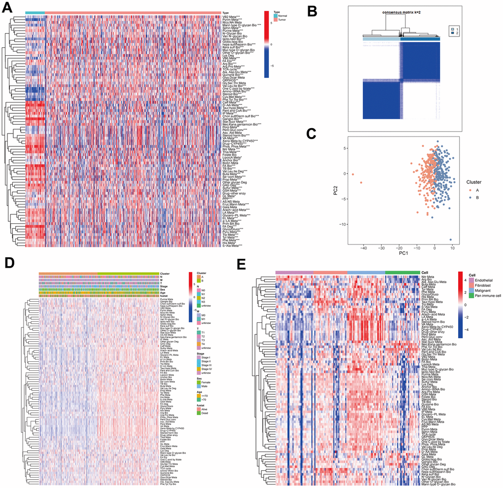 The metabolic heterogeneity of lung adenocarcinoma (LUAD). (A) The differences of 84 metabolic pathways scores between LUAD and normal tissues in TCGA. (B) An unsupervised consensus clustering according to 84 metabolic pathways scores in TCGA-LUAD samples. (C) Principal Component Analysis of cluster A and B of TCGA-LUAD. (D) The differences of 84 metabolic pathways scores between cluster A and cluster B. Pathological stage, sex, age, and survival status used as patients’ annotation. (E) The differences of 84 metabolic pathways scores among different cells by single-cell RNA sequencing (scRNA-seq) data. *P P P 