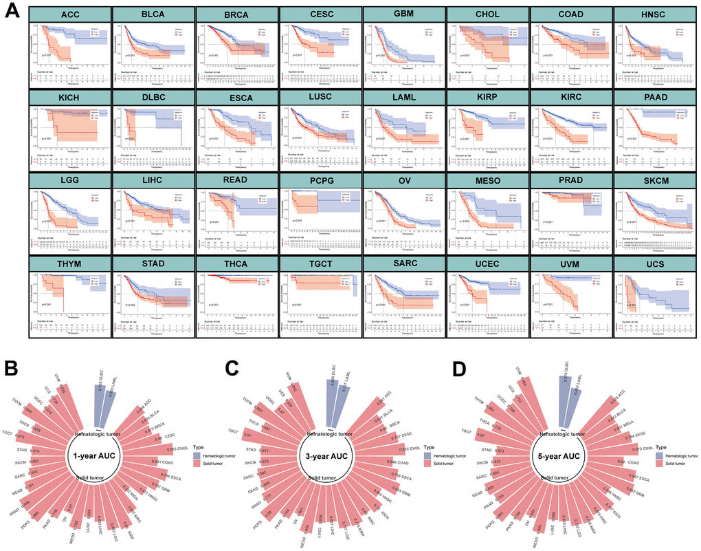 Evaluation of MPPS model in pan-cancer. (A) The Kaplan-Meier analysis of the high- and low-risk groups across 32 tumors in TCGA database except LUAD. The survival analysis was tested by log-rank test. (B–D) The 1-, 3-, 5-year AUC of MPPS model across 32 tumors in TCGA database except LUAD.