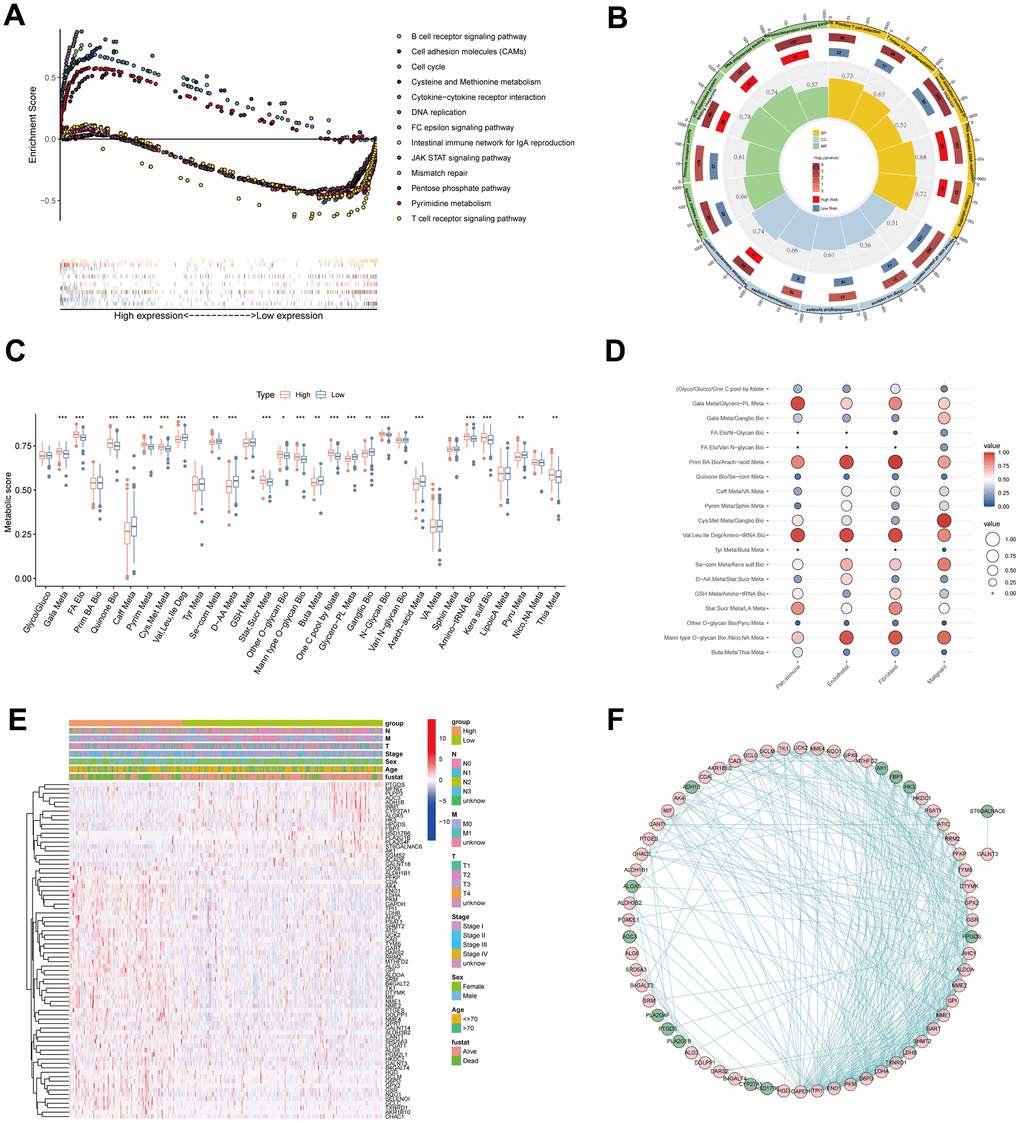 Pathway enrichment and function annotation of the high- and low-risk groups. (A) Kyoto Encyclopedia of Genes and Genomes (KEGG) pathway analyses between the high- and low-risk groups. (B) Gene Ontology (GO) between the high- and low-risk groups. (C) The differences of 31 metabolic pathways scores between the high- and low-risk groups. (D) The bubble diagram was drawn by the average of 19 metabolic pathway pairs in pan-immune cells, endothelial cells, fibroblasts, and malignant cells. (E) The differences of genes in 19 metabolic pathway pairs between the high- and low-risk groups. Pathological stage, sex, age, and survival status used as patients’ annotation. (F) The protein-protein interaction network by STRING website and the software Cytoscape v3.9.1. *P P P 