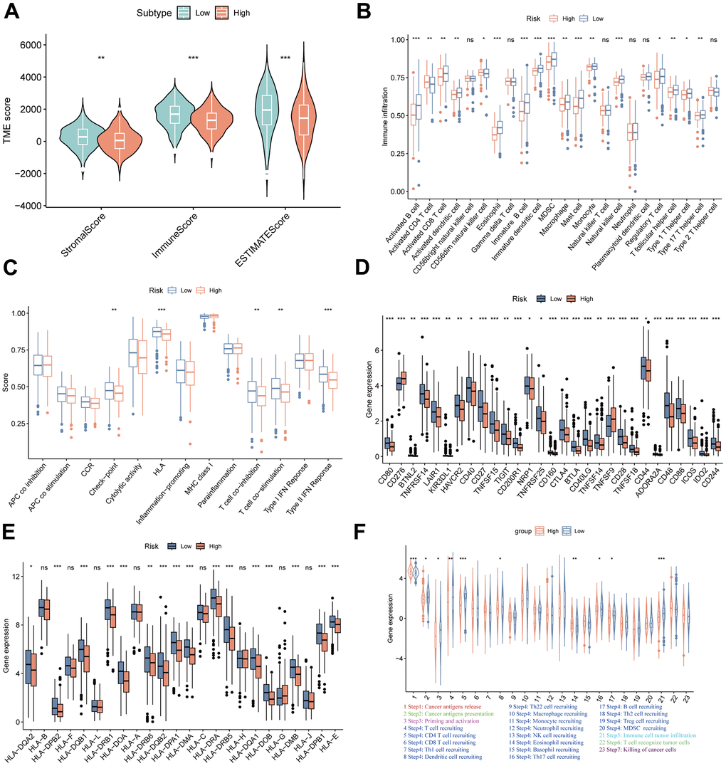 TME landscapes of the high- and low-risk groups. (A) The differences of stromal score, immune score and ESTIMATE score between the high- and low-risk groups. (B) The differences of infiltrating immune cells between the high- and low-risk groups by single sample gene set enrichment analysis (ssGSEA). (C) The differences of immune function between the high- and low-risk groups by ssGSEA. (D) The differences of immune checkpoint genes expression between the high- and low-risk groups. (E) The differences of HLA-related genes expression between the high- and low-risk groups. (F) The differences of cancer-immunity cycle scores between the high- and low-risk groups. *P P P 