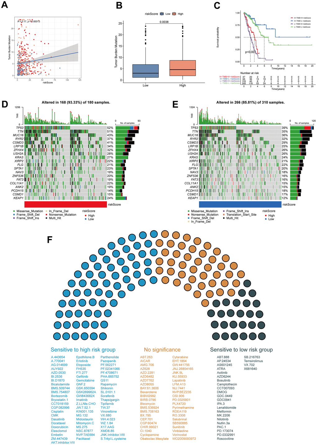 Tumor mutation burden (TMB) and drug sensitivity analysis. (A) The correlation of MPPS and TMB in TCGA-LUAD samples. (B) The differences of TMB between the high- and low-risk groups. (C) The Kaplan–Meier curves show OS differences stratified by TMB and MPPS. Visualization of the top 20 gene mutations in high-risk group (D) and low-risk group (E). (F) The sensitivity of 117 drugs between the high- and low-risk groups. P 