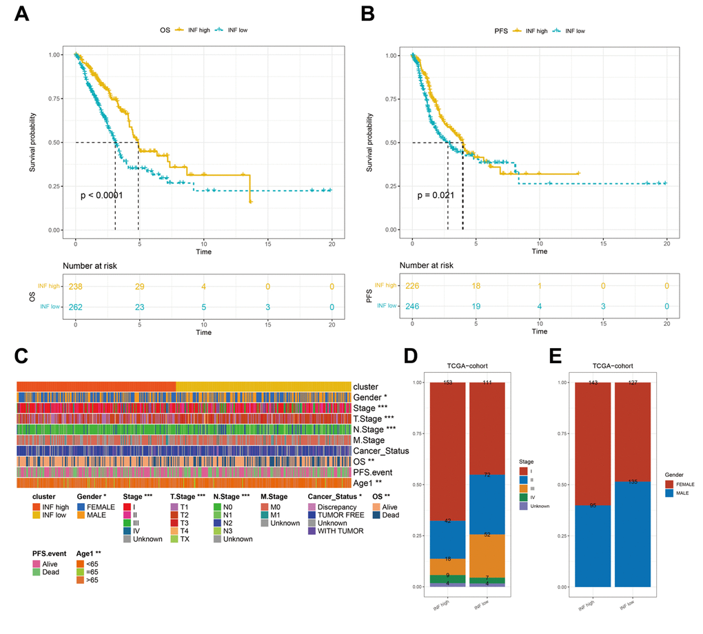 Differences in the prognostic and clinicopathologic features among the inflammation subtypes. (A, B) Kaplan–Meier OS and PFS curves of patients from TCGA cohort assigned as INF-low and -high subtypes. (C–E) The clinicopathologic features of the subtypes.