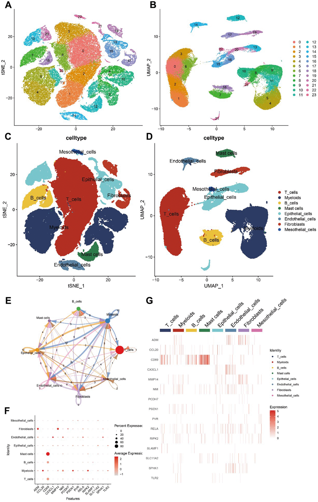Hub gene scRNA-seq analysis results. (A–D) 24 clusters and eight cell types identified by tSNE and UMAP algorithms. (E) Analysis of cell communications. (F, G) Expression of hub genes in different cell types.