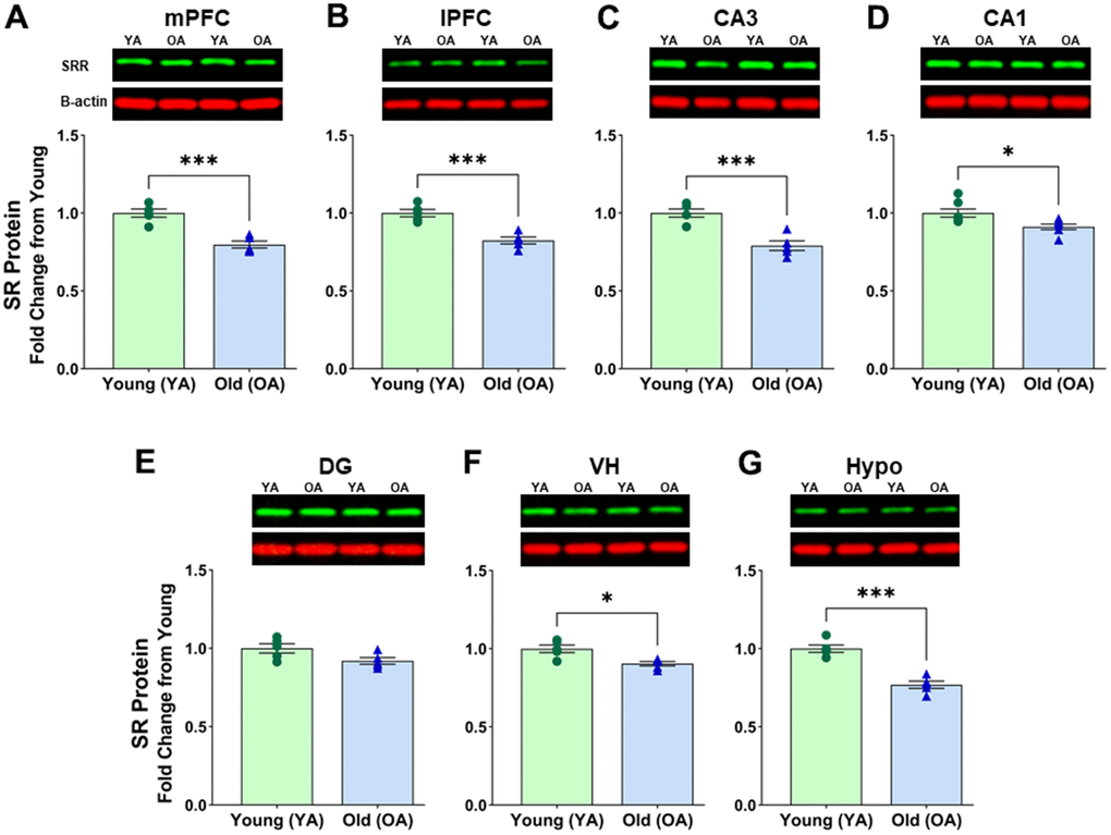 Protein levels of serine racemase were decreased with age in the male F344 rat brain. Western blots demonstrating expression of SR in (A) medial prefrontal cortex (mPFC), (B) lateral prefrontal cortex (lPFC), (C) CA3 subfield of the hippocampus, (D) CA1 subfield of the hippocampus, (E) Dentate gyrus (DG) subfield of the hippocampus, (F) ventral hippocampus (VH), (G) hypothalamus (Hypo). Bar graphs illustrate the quantitative analysis of immunoreactivity for SR when normalized to total protein. B-actin is shown for visual comparison only. Blots for total protein can be seen in Supplementary Figure 1. Asterisks for p-values indicate significance (*ppp