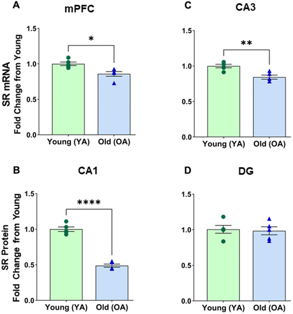 mRNA levels of serine racemase, as determined by RT-PCR analysis, decreased with age in select subregions of the male Fisher 344 rat brain. Bars demonstrating the quantitative fold change in SR mRNA in (A) medial prefrontal cortex (mPFC), (B) CA1 subfield of the hippocampus, (C) CA3 subfield of the hippocampus, (D) No changes in dentate (DG) subfield of the hippocampus were observed. Asterisks for p-values indicate significance (*ppp