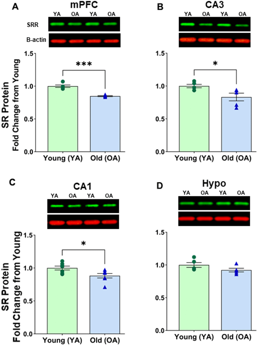 Protein levels of serine racemase were reduced with age in select areas of the female Fisher 344 rat brain. Western blots demonstrating expression of SR in (A) medial prefrontal cortex (mPFC) (B) CA3 subfield of the hippocampus, (C) CA1 subfield of the hippocampus, (D) hypothalamus (Hypo). Bar graphs illustrating the quantitative analysis of immunoreactivity for SR when normalized to total protein. B-actin is shown for visual comparison only. Blots for total protein can be seen in Supplementary Figure 2. Asterisks for p-values indicate significance (*pp