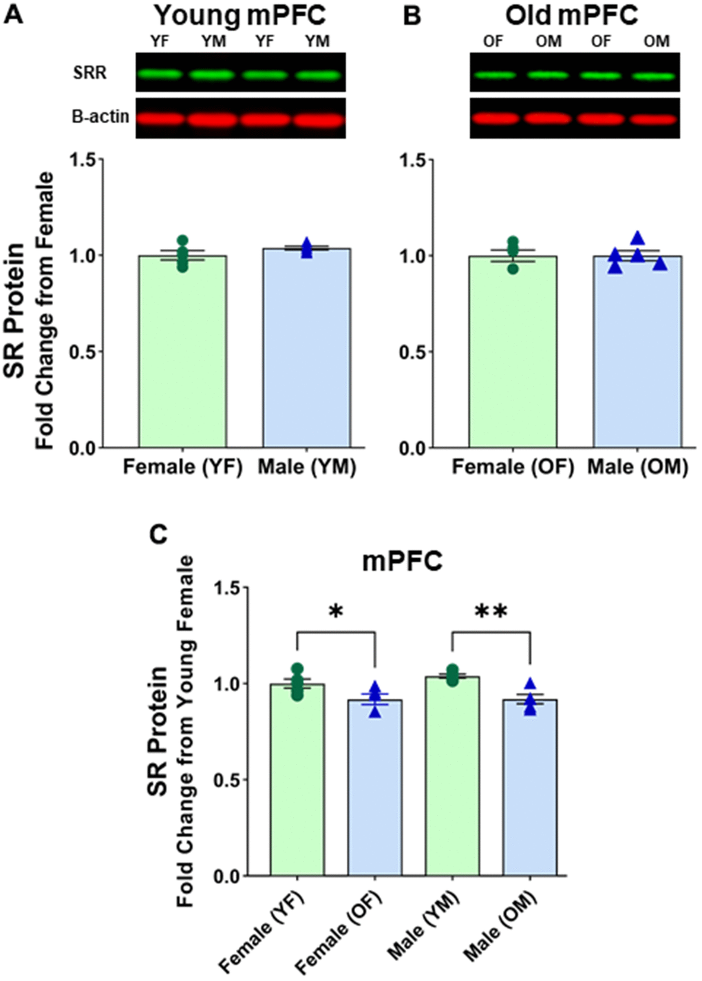No sex differences in protein levels of serine racemase in the mPFC were observed. Western blots demonstrating expression of SR in (A) young female vs young male, and (B) old female vs old male. For A and B, fold changes were calculated from females for each age group. (C) depicts fold change of protein levels adjusted from young females. Bar graphs depict quantitative analysis of immunoreactivity for SR when normalized to total protein (see supplementary figure 3). The signal for B-actin is shown here for visual comparison only.