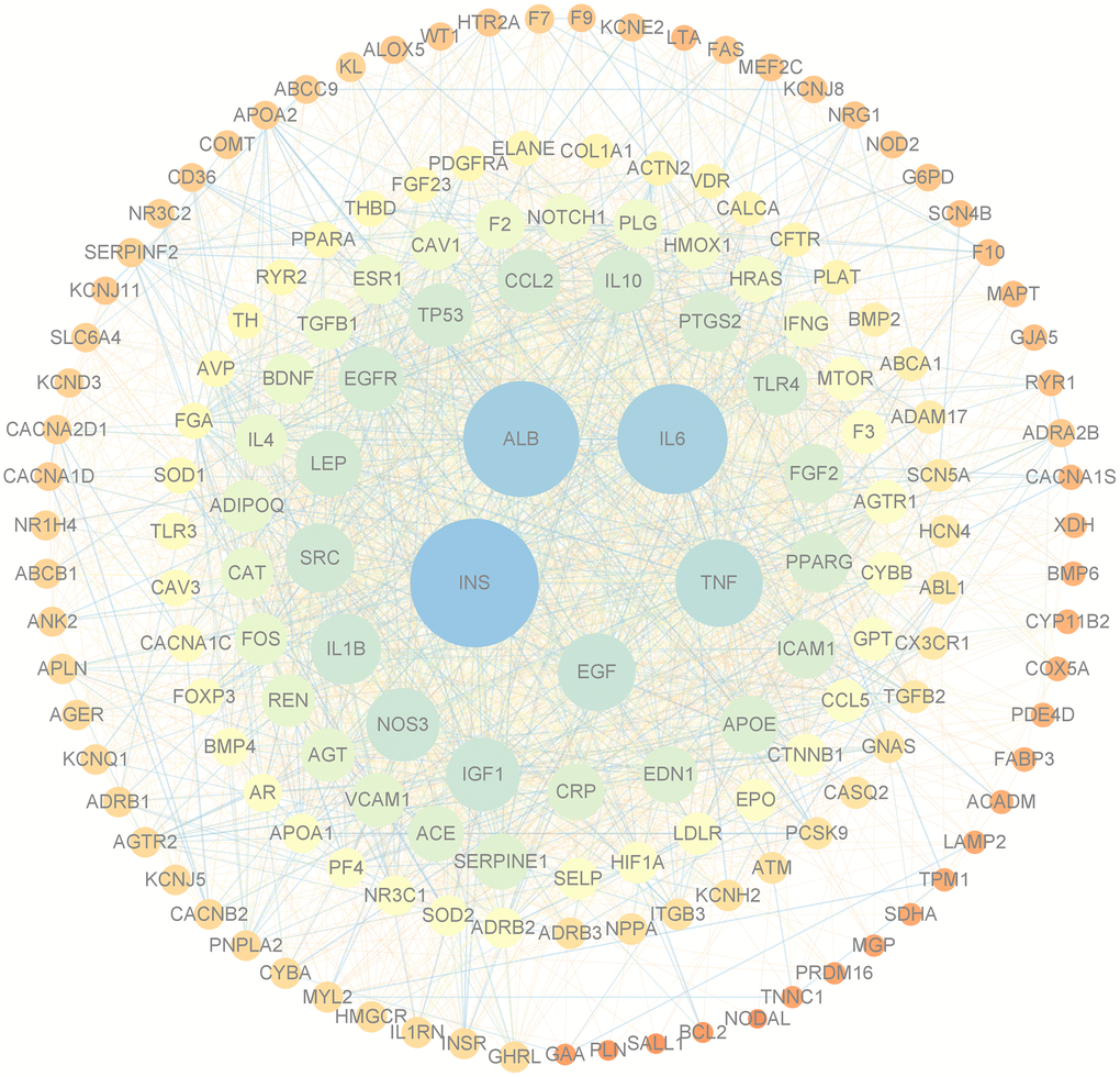 PPI network of targets of DXTMG and CHD. (The sizes and colors of the nodes and lines are illustrated from large to small and blue to red in descending order of degree values).