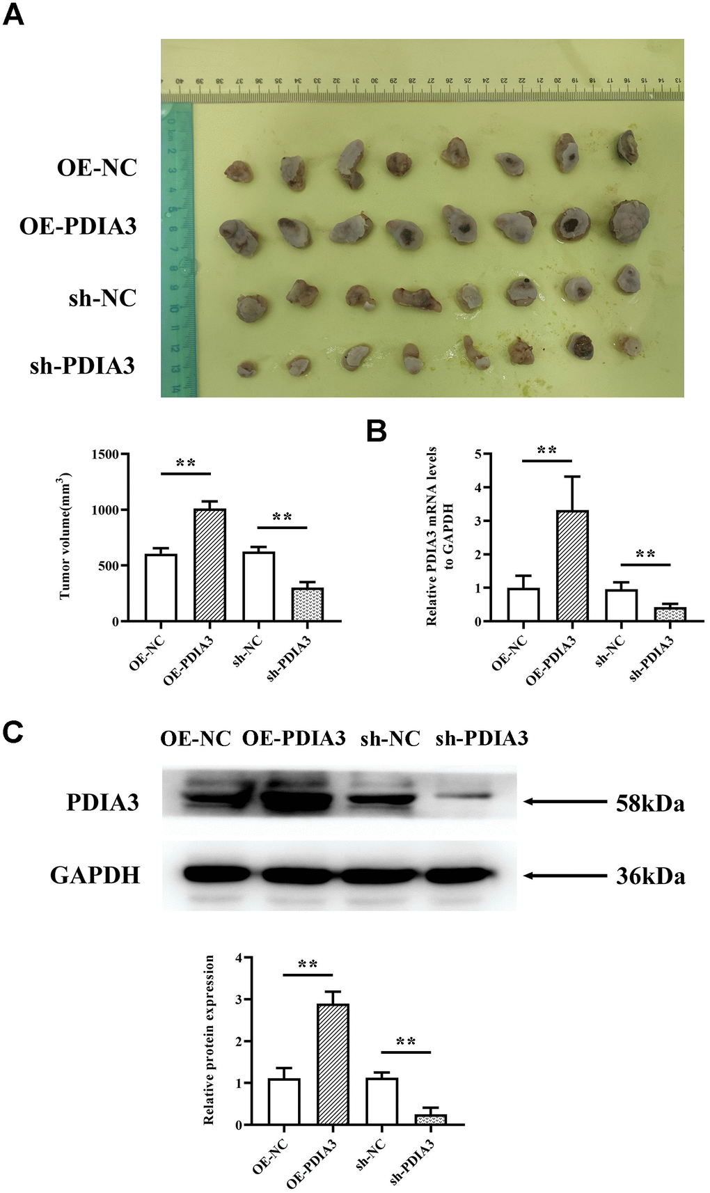 In vivo experiments demonstrate that PDIA3 significantly contributes to oncogenesis. (A) SW480 cells, genetically modified to either overexpress or suppress PDIA3, were subcutaneously injected into nude mice to create CRC tumor models. Statistical evaluation via T-test,* *P B) RT-qPCR detection of PDIA3 mRNA in CRC tumors. Statistical evaluation via T-test,* *P C) Western blot detection of PDIA3 protein in CRC tumors. Statistical evaluation via T-test,* *P 