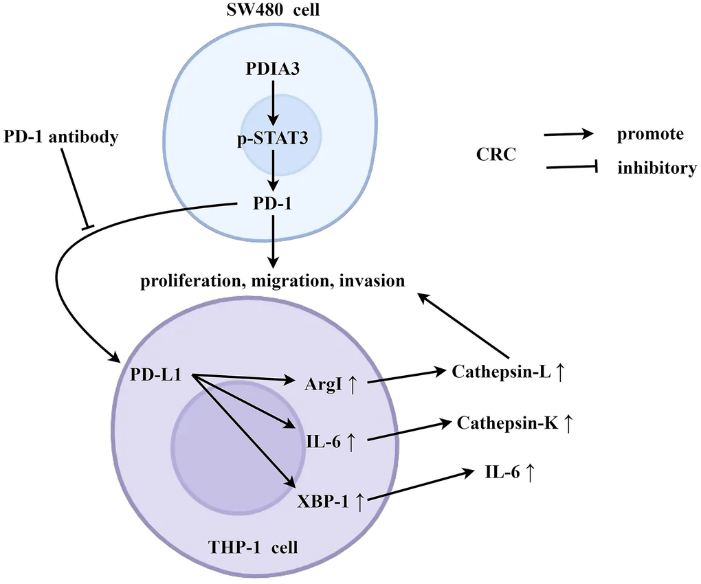 PDIA3 is pivotal in accentuating colorectal cancer proliferation and metastasis, orchestrated through strategic regulation of the STAT3/PD-1 signaling axis and the concurrent promotion of tumor-associated macrophage M2 polarization. Under the condition of co-culture of tumor-associated macrophages and SW480 cells, PDIA3 can promote the expression of PD-1 by enhancing the phosphorylation of STAT3, and PD-1 is then secreted extracellularly. PD-1 acts on the PD-L1 receptor of SW480 cells, thereby promoting the expression of arg1, IL-6, and XBP-1, and inhibiting the secretion of cathepsin L, cathepsin K, and IL-6. This further promotes the migration, invasion, and proliferation abilities of SW480 cells.