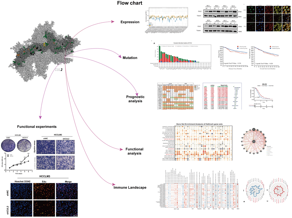 This study’s design and workflow.
