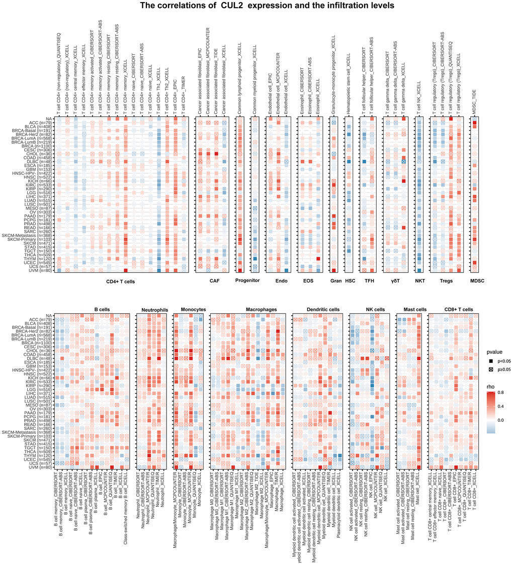 Immune cell infiltration analyses. This statement describes the association between CUL2 expression and the levels of different immune cell types in cancer. The immune cell types included CD4+ T cells, cancer-associated fibroblasts (CAF), progenitor cells, endothelial cells (Endo), eosinophils (Eos), hematopoietic stem cells (HSC), T follicular helper cells (Tfh), gamma-delta T cells (gdT), natural killer T cells (NKT), regulatory T cells (Tregs), B cells, neutrophils, monocytes, macrophages, dendritic cells, NK cells, mast cells, and CD8+ T cells. The results were represented by colors, with a positive correlation shown in red and a negative correlation shown in blue.