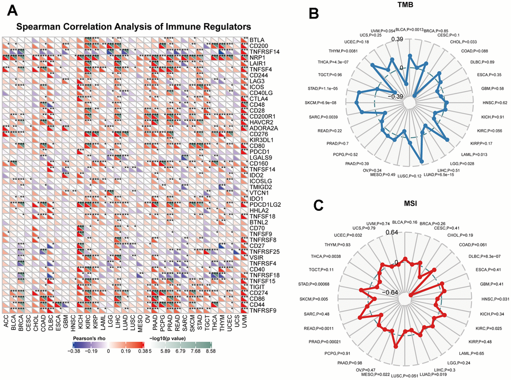 Immunotherapy prediction analysis of CUL2 in the pan-cancer. (A) the association between CUL2 expression and the expression of immune checkpoint genes in cancer. (B) Using a radar chart to visualize the correlation between CUL2 expression and TMB. (C) Using a radar chart to visualize the correlation between CUL2 expression and MSI. *p p p 