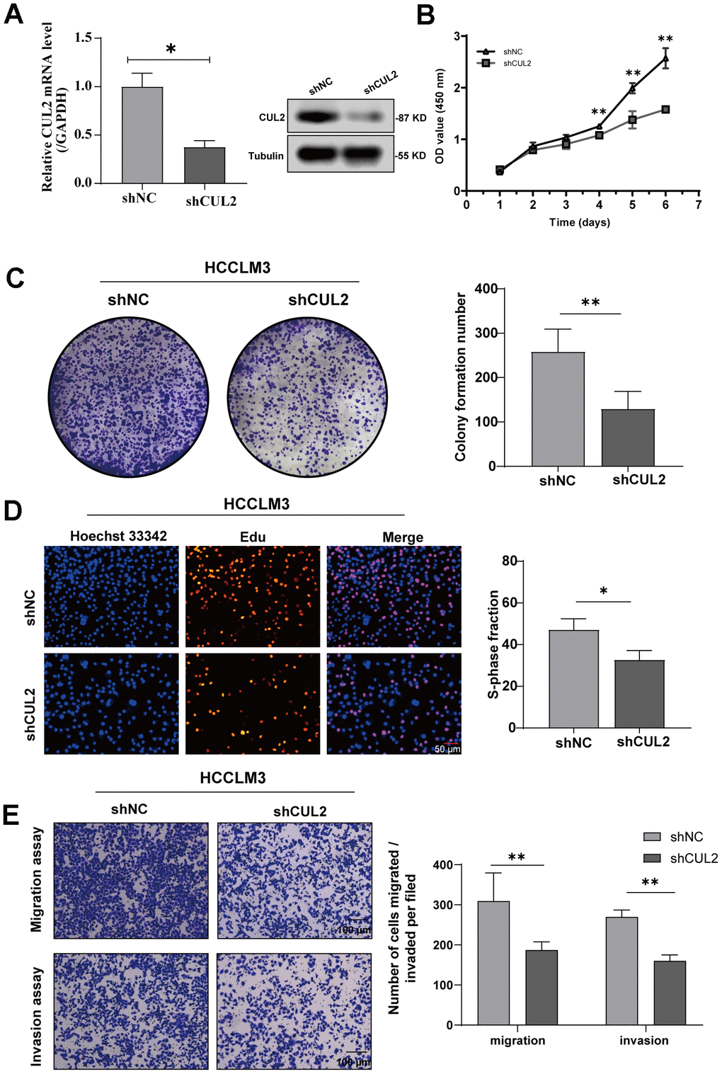 Knockdown of CUL2 inhibits cell proliferation and invasion in HCCLM3 cells. (A) The knockdown efficiency of shCUL2 was examined in HCCLM3 cells with western blotting, and qRT-PCR (B) Cellular growth curves were evaluated by CCK-8 assays in HCCLM3 cells. (C) Representative images and quantification of colony formation assays of HCCLM3 transfected with shCUL2. (D) Representative images and quantification of EdU assays to evaluate cell proliferation ability after transfecting shCUL2, magnification, ×200; scale bars, 50 μm. (E) Representative images and quantification of transwell assay to examine the invasion ability, magnification, ×200; scale bars, 100 μm. *p p p 