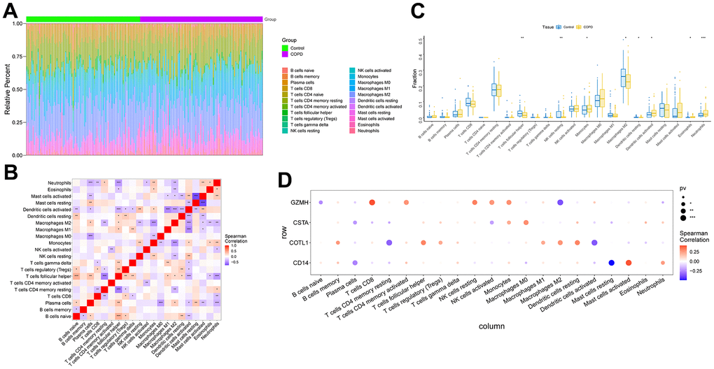 Analysis of immune cell infiltration in COPD samples. (A) Relative percentages of immune cell subpopulations. (B) Correlation between immune cell subpopulations, where red represents positive correlation and blue represents negative correlation. (C) Differences in immune cell content between COPD and control samples. (D) Correlation between 4 key genes and immune cells. Where red represents a positive correlation and blue represents a negative correlation, the larger black solid circle represents a more statistically significant difference.