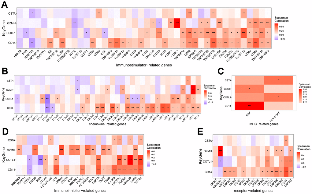 Correlation between key genes and Immunoinhibitor (A), Chemokine (B), MHC (C), Immunostimulator (D) and Receptor related immunogenes (E).