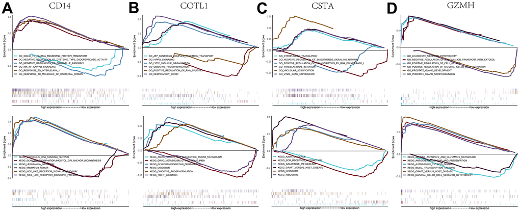 GSEA analysis of key genes. (A–D) GO and KEGG signaling pathways involved in different key genes.