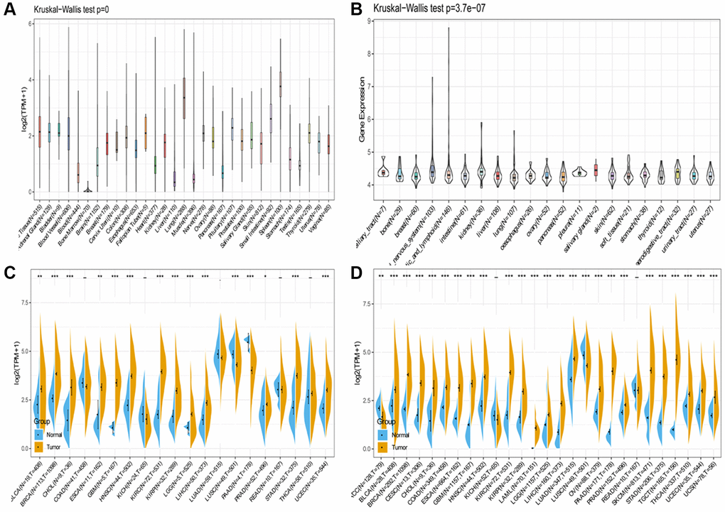 SLAMF8 expression in pan-cancer. (A) Expression levels of SLAMF8 in a database contain 31 normal tissues, obtained from the GTEx. (B) Expression levels of SLAMF8 in a dataset containing 21 tissues in tumor cell lines, collected from the CCLE. (C) Expression levels of SLAMF8 in tumor and paired adjacent noncancerous tissues containing 20 tissues from TCGA, *P **P ***P D) SLAMF8 expression difference in 27 tumors integrating data of normal tissues in GTEx database and data of TCGA tumor tissues, *P **P ***P 