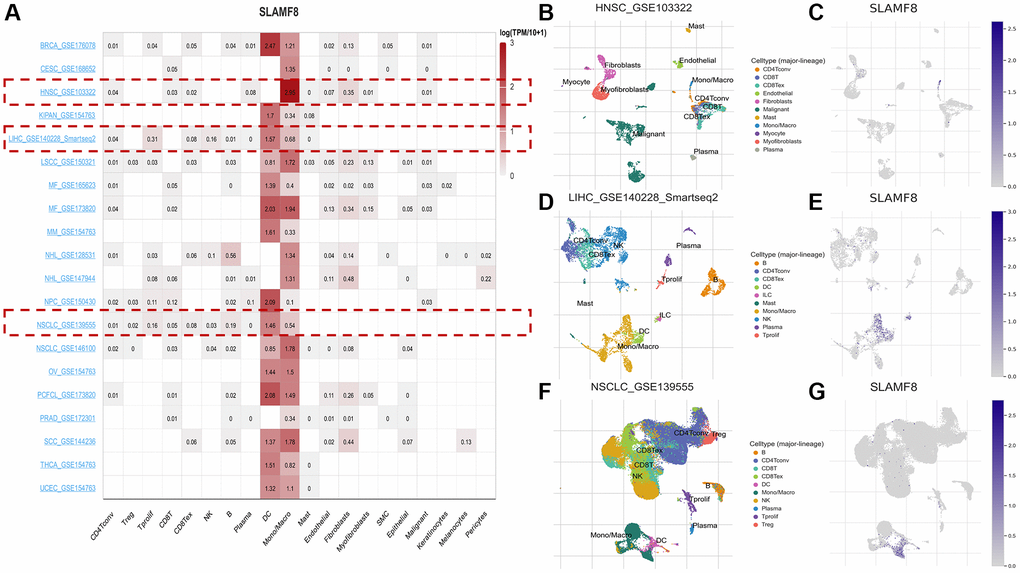 The expression of SLAMF8 in TME-related cells based on TISCH2 database. (A) Correlation between the SLAMF8 expression and the TME in TISCH database. (B, C) The cell types and their distribution in the HNSC