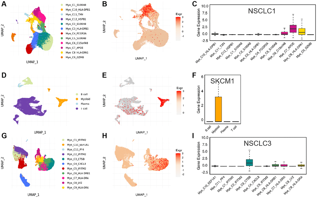 The expression of SLAMF8 in various types immune cells. (A–C) The distribution of various immune cells and the expression of SLAMF8 in different immune cells in NSCLC1 dataset. (D–F) The distribution of various immune cells and the expression of SLAMF8 in different immune cells in SKCM1 dataset. (G–I) The distribution of various immune cells and the expression of SLAMF8 in different immune cells in NSCLC3 dataset.