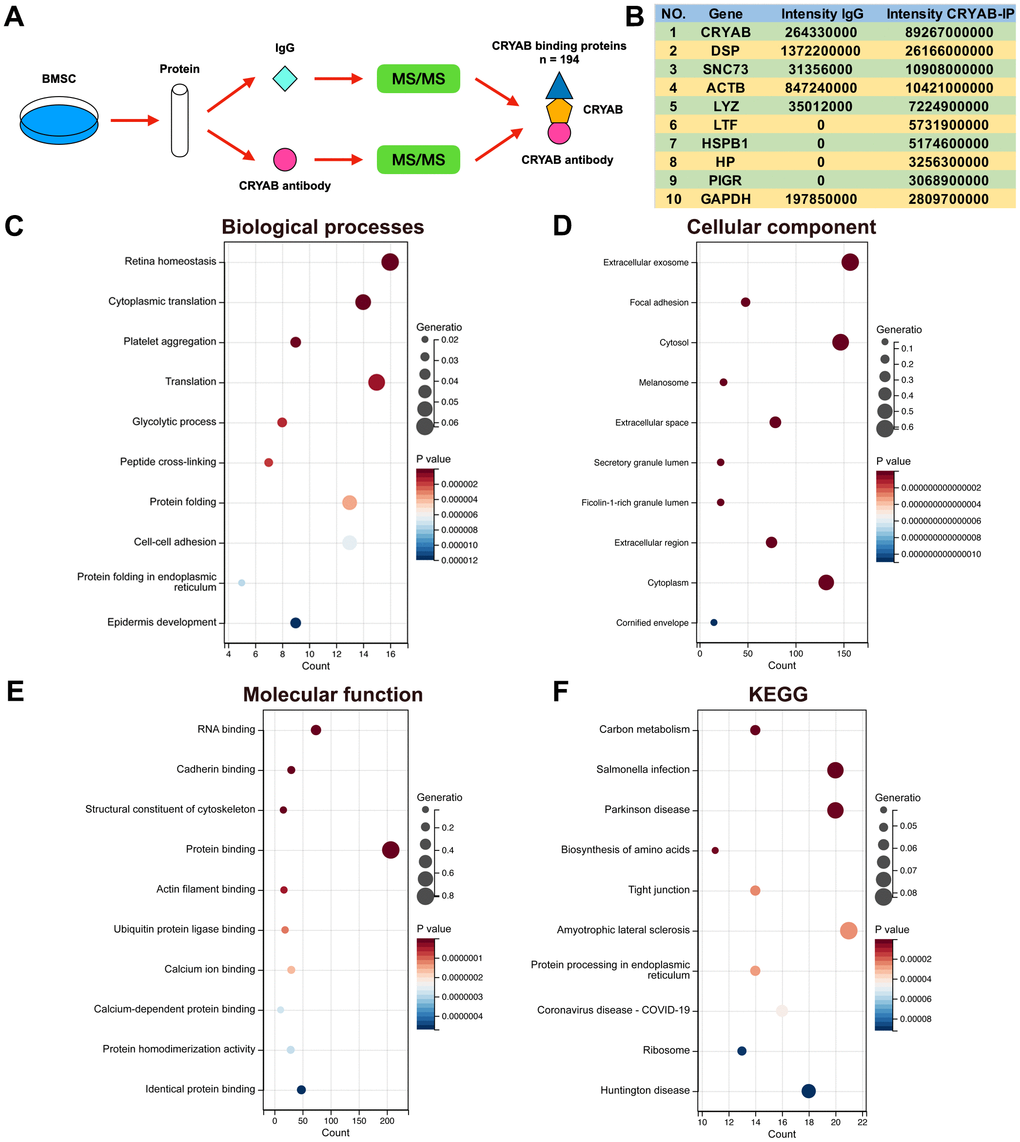 Identification of CRYAB interacted proteins in BMSCs. (A) IP-MS method was applied to identify the CRYAB interacted proteins in BMSCs. (B) The most abundantly identified top 10 CRYAB interacted proteins. (C–F) GO (biological process, cellular component, molecular function) and KEGG pathway were analyzed based on CRYAB interacted proteins.