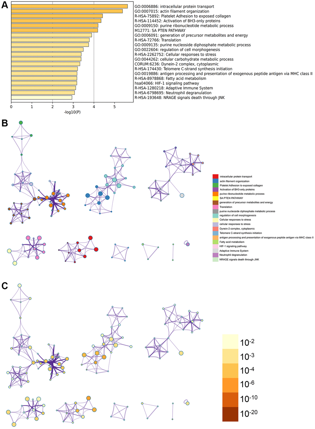 Metascape analysis for the DEGs. (A) The DEGs were enriched in the cellular carbohydrate metabolic process, intracellular protein transport. (B) The interact network of the enrichment terms. (C) The enrichment terms were of significance.