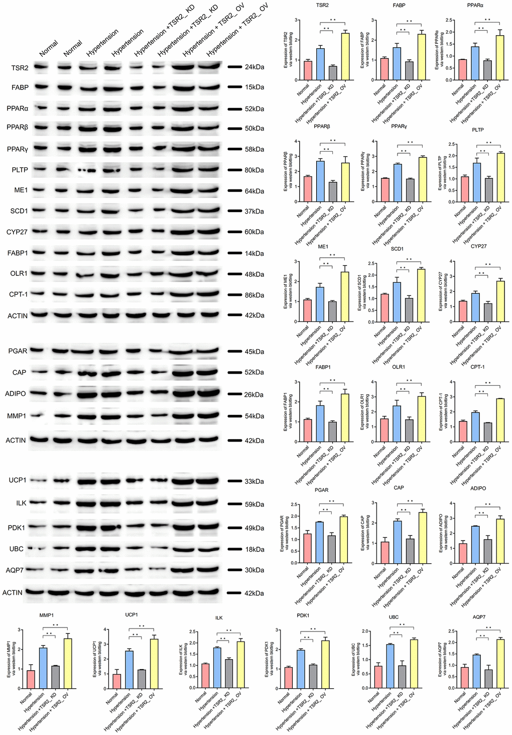 TSR2 might active the PPAR signaling pathway to affect the hypertension.