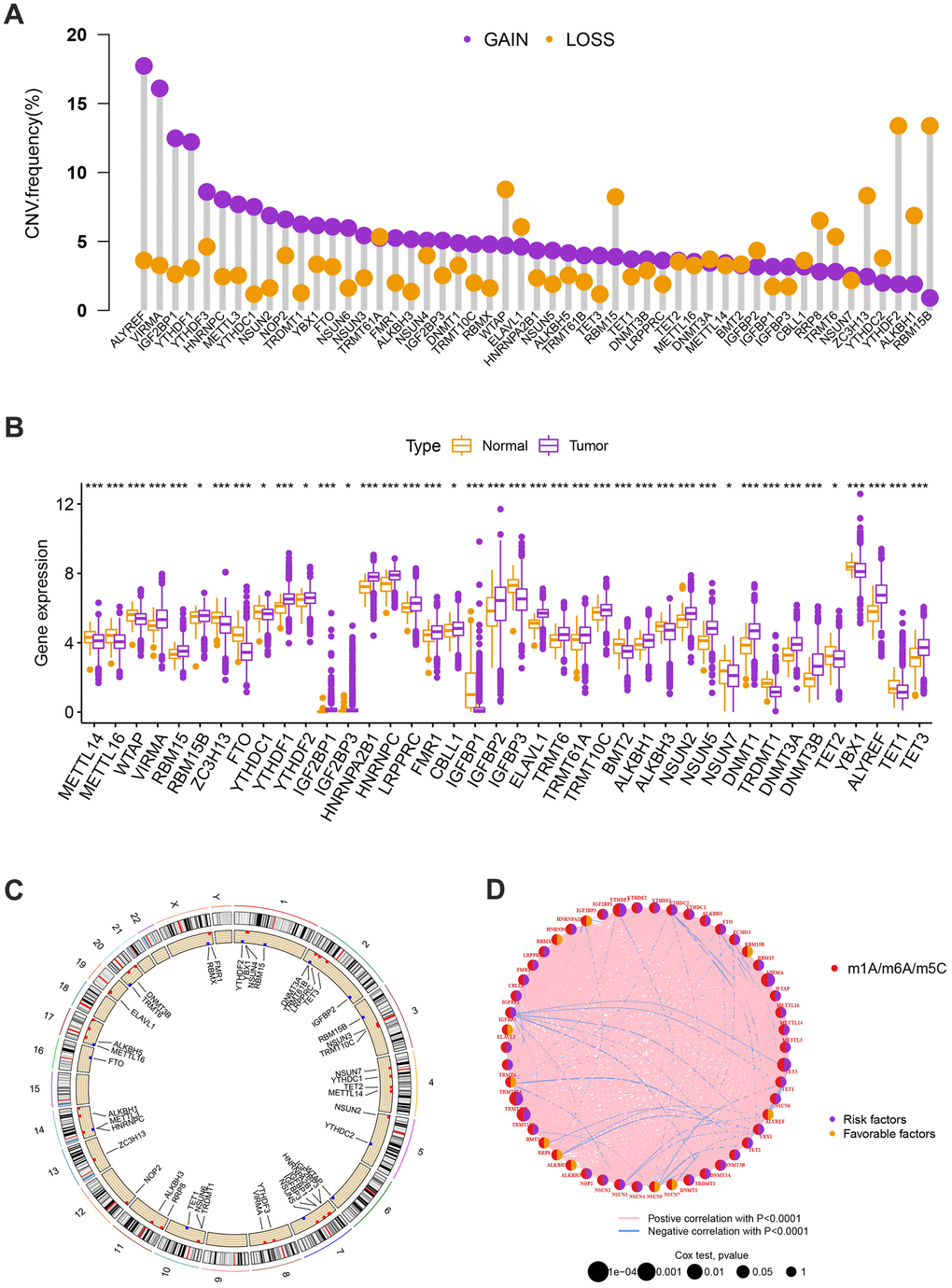 (A) The CNV of 57 MRGs. (B) Expression distributions of differentially expressed MRGs between normal and BC tissues. Orange: the normal breast tissues; purple: breast cancer tissues. (C) The positions of the CNV alterations on their respective chromosomes for these MRGs. (D) The overall group of MRG interactions, regulatory factor connectivity, and value of prognosis in BC patients were identified in the network. The circle size reflects the P-value. The purple circle reflects the risk factors while the orange circle reflects the favorable factors. The pink line is represented by positive correlation with P