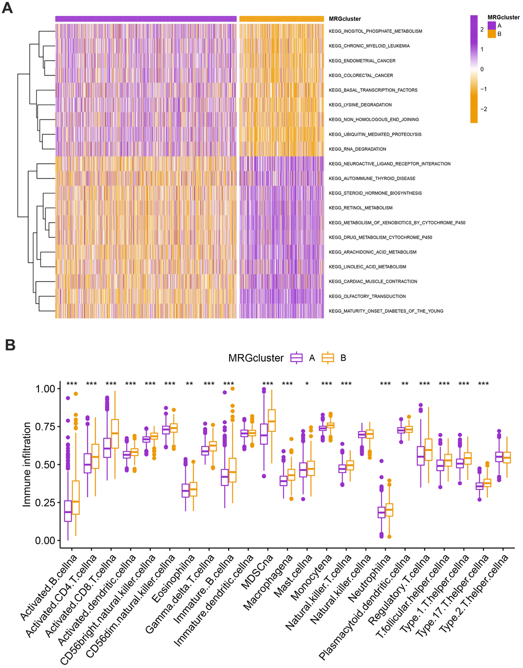 (A) Heatmap of significantly enriched KEGG subset of canonical pathways by GSEA analysis in A and B MRG clusters. (B) The infiltration levels of distinct immune cells in A and B MRG clusters were evaluated by ssGSEA analysis. *P