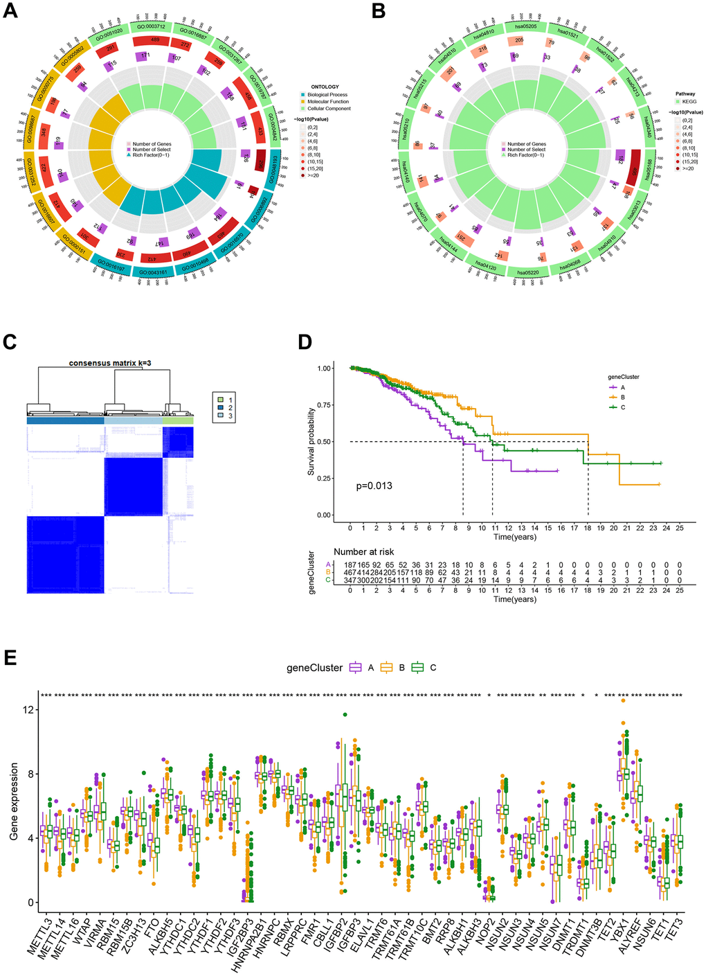 (A, B) GO and KEGG enrichment analyses. (C) Consensus matrix heatmap defining A, B and C gene clusters (k = 3). (D) Kaplan-Meier curves indicated that patients in gene cluster B had higher OS compared with patients in gene cluster A and C. P-values calculated by log-rank test. (E) The difference of gene expression levels between the three gene clusters. *P